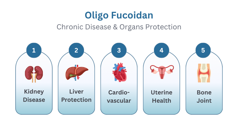 Oligo Fucoidan Organs Protection