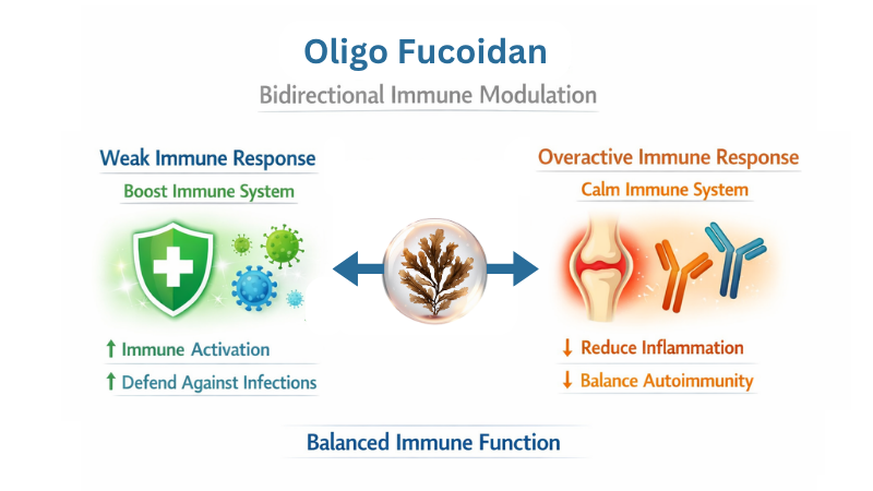 Oligo Fucoidan Immune Modulation